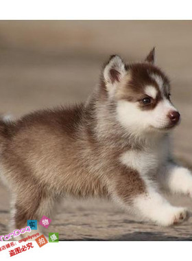 纯种红色哈士奇幼犬活体咖啡色哈士奇宠物狗狗幼犬支持上门挑选g