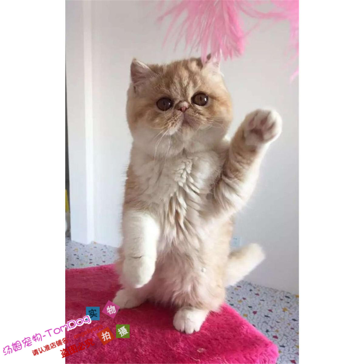 赛级繁育加菲猫宠物猫异国短毛猫加菲幼猫活体纯种加菲猫活体猫y