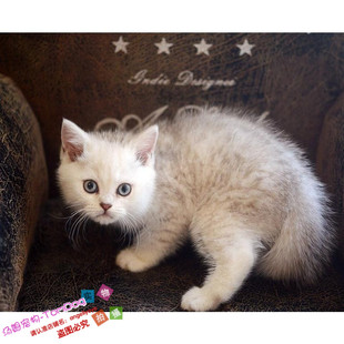 赛级英短猫纯种英国短毛猫纯种英短银渐层英短猫活体英短渐层g