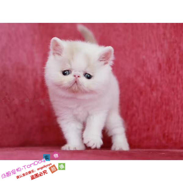 乳白梵文双色加菲猫宠物猫咪异国短毛猫家养纯种加菲猫幼猫活体g
