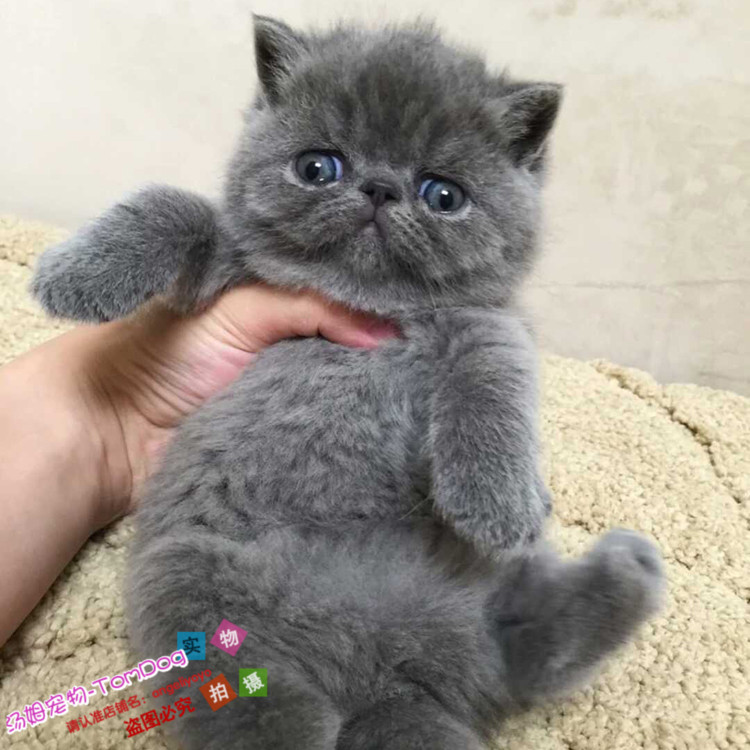 纯种活体异国短毛猫