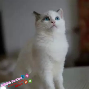 纯血统蓝双色布偶猫幼猫出售纯种活体宠物猫幼崽布偶小猫蓝眼睛g