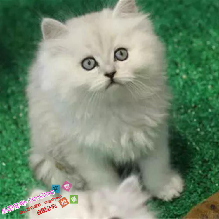 金吉拉活体纯种家养宠物猫咪幼猫活体金吉拉长毛猫白色长毛g,宠物/宠物食品及用品,猫咪,淘宝优惠券,粉丝福利购,淘宝优惠卷