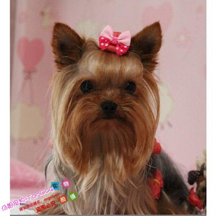 赛级迷你约克夏梗幼犬纯种约克夏狗狗宠物犬小型犬大毛量家养g