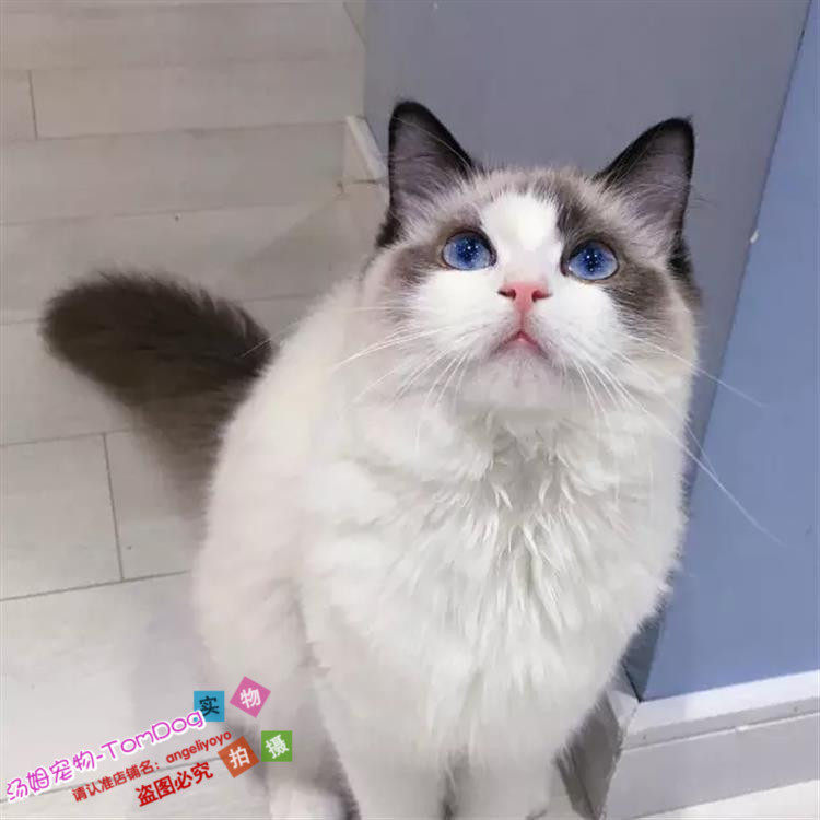 蓝双布偶猫咪活体家养长毛猫宠物活体纯种猫蓝眼睛猫布偶幼猫g