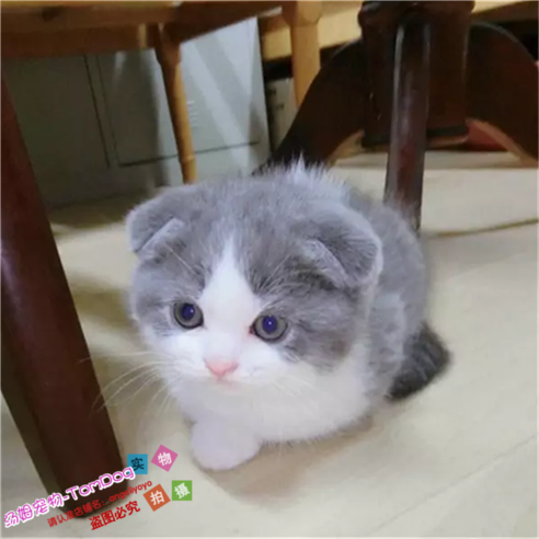 英国短毛猫幼猫纯种家养蓝白幼猫活体英国短毛猫英短蓝白宠物猫e