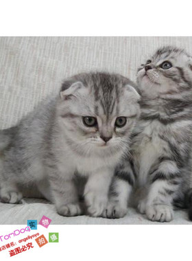 家养猫咪美国短毛猫虎斑折耳猫银虎斑折耳宠物猫活体幼猫g