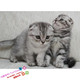 家养猫咪美国短毛猫虎斑折耳猫银虎斑折耳宠物猫活体幼猫g