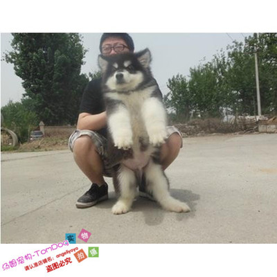 活体巨型烟灰色阿拉斯加雪橇犬