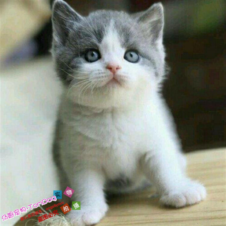 出售赛级英国短毛猫幼猫纯种蓝猫英短八字脸蓝白活体小猫宠物猫g,宠物/宠物食品及用品,猫咪,淘宝优惠券,粉丝福利购,淘宝优惠卷