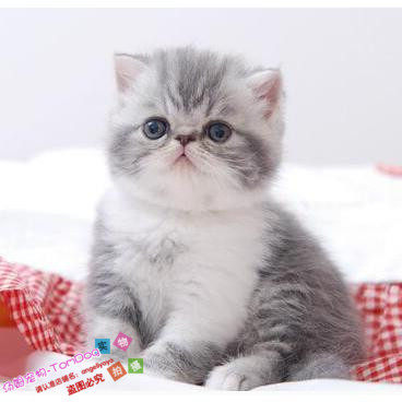 赛级加菲猫纯种异国短毛猫加菲猫活体家养宠物猫咪活体幼猫萌宠o