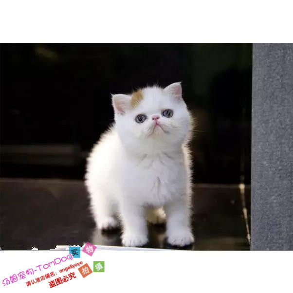 上海家养繁育加菲猫宠物猫异国短毛猫纯种加菲猫幼猫活体梵文g