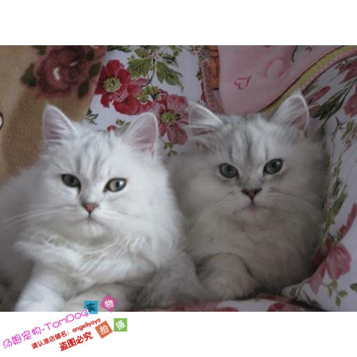 宠物猫咪金吉拉活体金吉拉猫纯种出售金吉拉宠物猫长毛幼猫g,宠物/宠物食品及用品,猫咪,淘宝优惠券,粉丝福利购,淘宝优惠卷