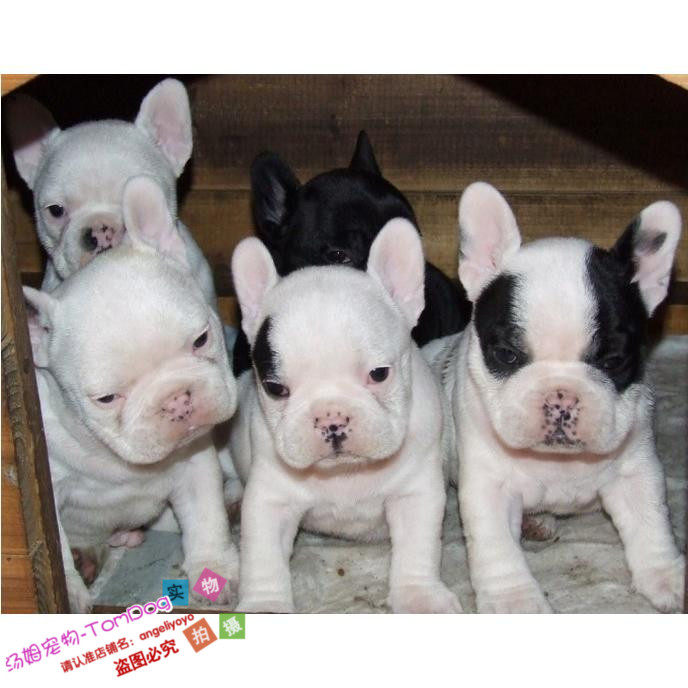 个人家养赛级纯种宠物狗狗黑白花法国斗牛犬幼犬活体多色可选g
