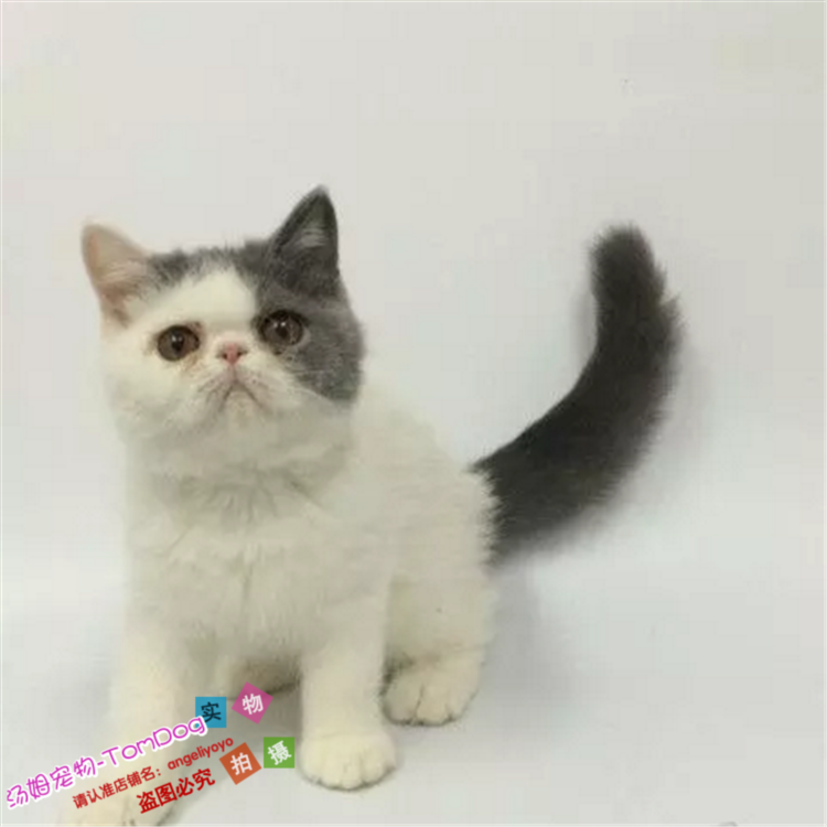 出售纯种加菲猫英国短毛猫美短蓝猫布偶猫宠物猫咪活体幼猫宠物e