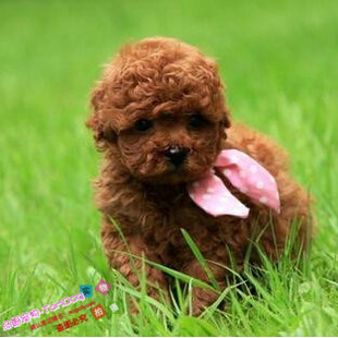 赛级红泰迪幼犬茶杯长不大的泰迪狗玩具型迷你赛级灰色贵宾45g