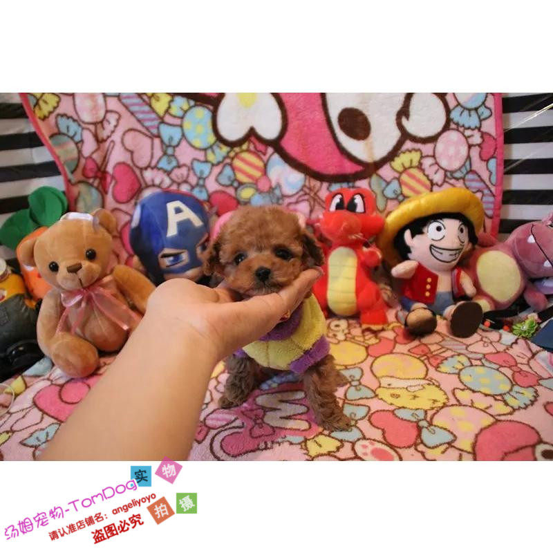 出售纯种玩具体型杏色泰迪犬贵宾犬宠物狗贵妇狗泰迪狗狗幼犬g,宠物/宠物食品及用品,狗狗,淘宝优惠券,粉丝福利购,淘宝优惠卷