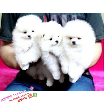 纯白色博美犬纯种茶杯博美日本俊介袖珍球体博美幼犬狗60g