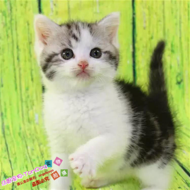 出售纯种美短加白起司猫银虎斑猫活体幼猫自家繁殖宠物猫折耳猫g