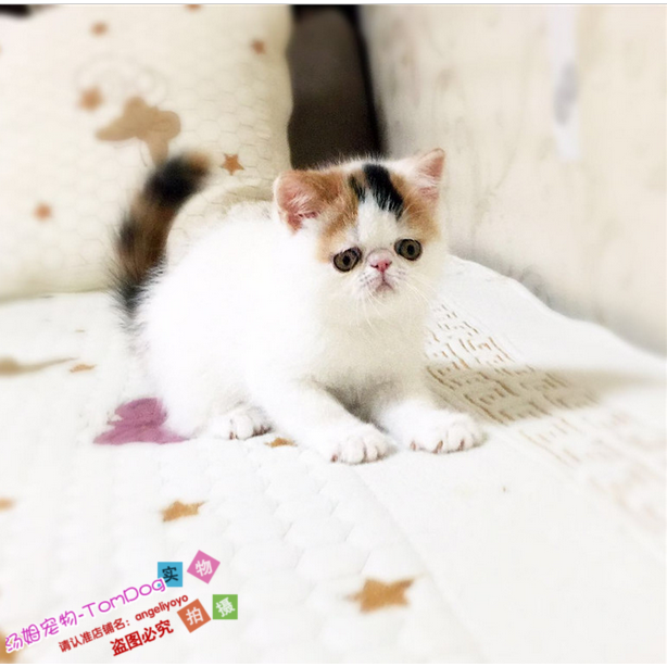 加菲猫宠物猫咪/异国短毛猫/家养纯种短毛/幼猫活体三花梵e