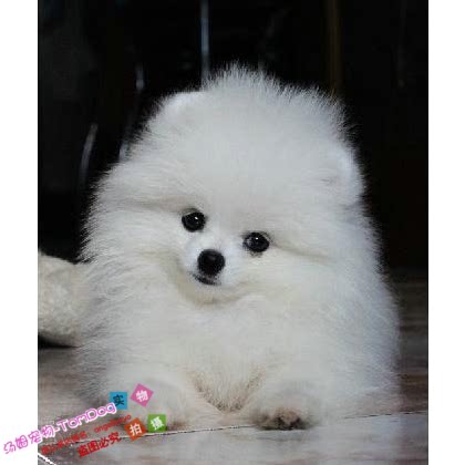 小体纯白茶杯犬袖珍犬博美纯种幼犬活体家庭宠物狗日本俊介犬e