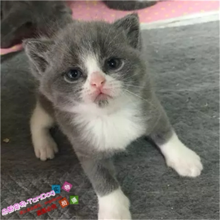 英短蓝白英国短毛猫家养活体幼猫纯种蓝白猫纯种英短幼猫幼崽e