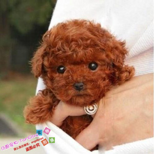 家养活泼可爱的纯种茶杯泰迪熊幼犬漂亮的玩具红贵宾宠物狗g