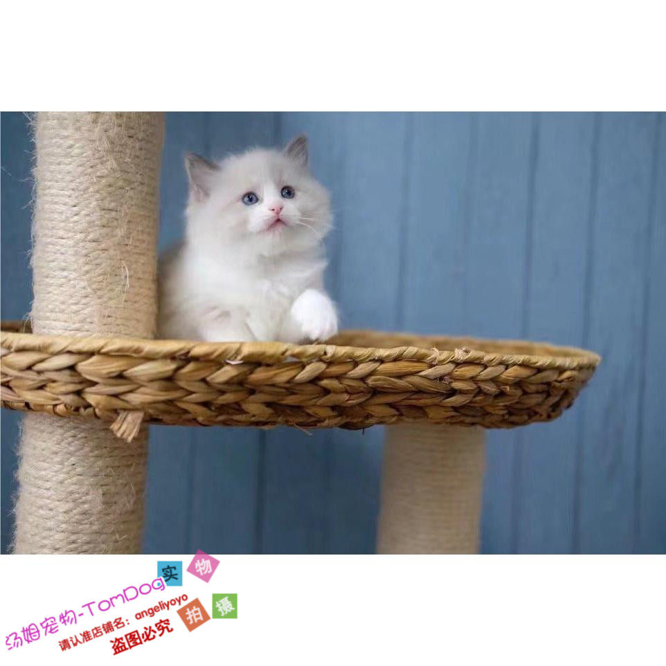 注册猫舍出售布偶猫宠物猫活体幼猫健康纯种猫咪布娃娃CFA血统g