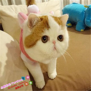 异国短毛猫纯种家养加菲幼猫纯白加菲猫加菲梵文幼猫宠物猫活体g