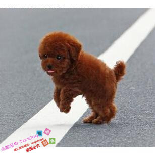 赛级红泰迪幼犬茶杯长不大的泰迪狗玩具型迷你赛级灰色贵宾13g