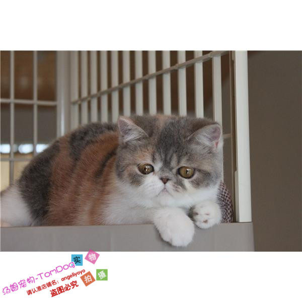 注册猫舍出售加菲猫宠物猫活体异国短毛猫幼猫浅三花加菲猫幼猫o