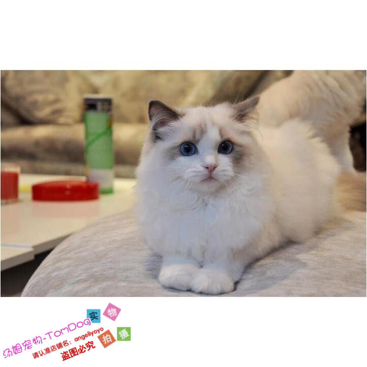 注册猫舍出售布偶猫活体纯种布偶猫幼猫宠物猫布偶猫双色蓝眼睛g,宠物/宠物食品及用品,猫咪,淘宝优惠券,粉丝福利购,淘宝优惠卷