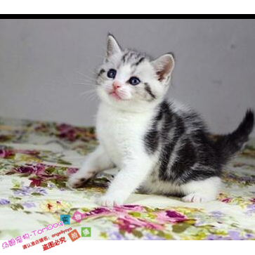 家养纯种美国短毛猫美短银虎斑加白活体宠物猫咪幼猫可爱萌宠g,宠物/宠物食品及用品,猫咪,淘宝优惠券,粉丝福利购,淘宝优惠卷