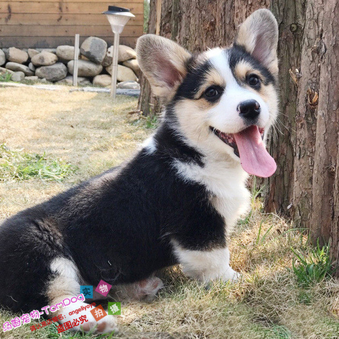 威尔士柯基犬纯种柯基活体宠物狗茶杯犬赛级柯基幼犬L001g,宠物/宠物食品及用品,狗狗,淘宝优惠券,粉丝福利购,淘宝优惠卷