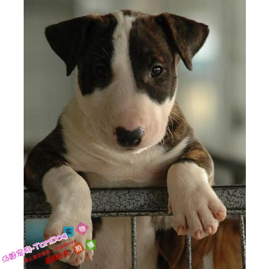 纯种虎皮蛋头子弹头牛头梗幼犬狗活体虎斑色上海家养孙红雷同款g