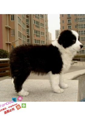纯种出售边境牧羊犬