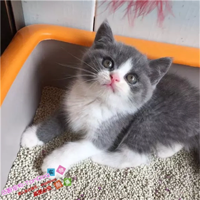 蓝白纯种活体英国短毛猫