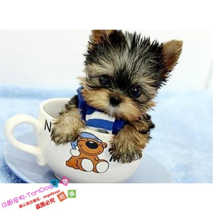 金头银背爱卖萌的Q精灵包邮家养约克夏幼犬活体茶杯犬宠物狗狗g