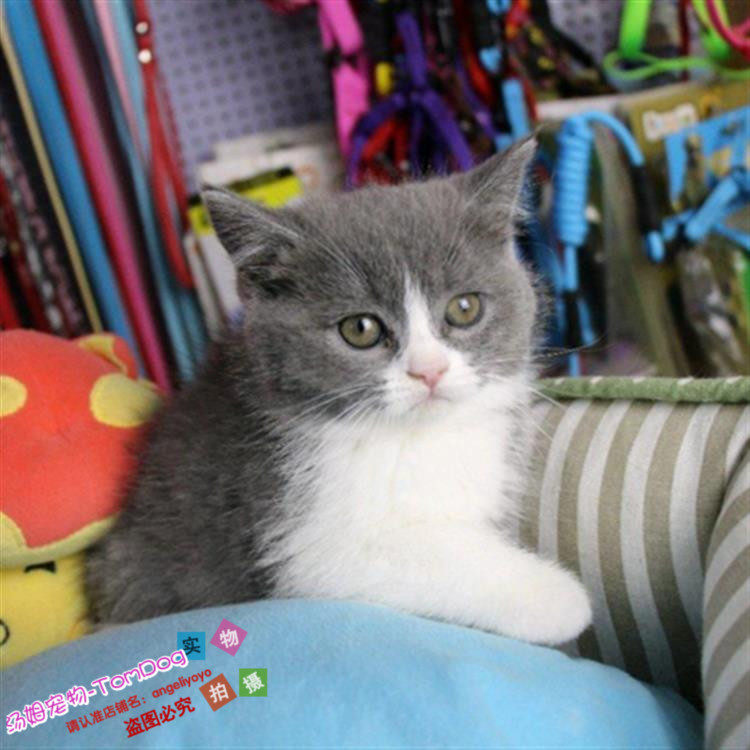 出售英国短毛猫纯种猫八字脸蓝猫立耳折耳猫英短蓝白活体幼猫g