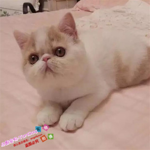 出售加菲猫幼猫纯种异国短毛猫家养活体幼猫宠物猫猫舍繁殖g