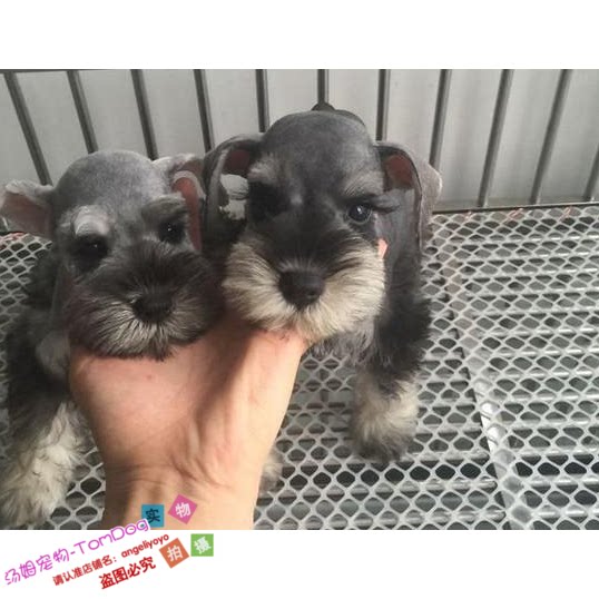 纯种雪纳瑞幼犬迷你雪纳瑞犬黑银椒盐雪纳瑞老头狗宠物狗e