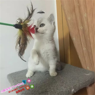 英国短毛猫幼猫英短银渐层猫纯种折耳猫活体幼猫英短猫宠物猫g