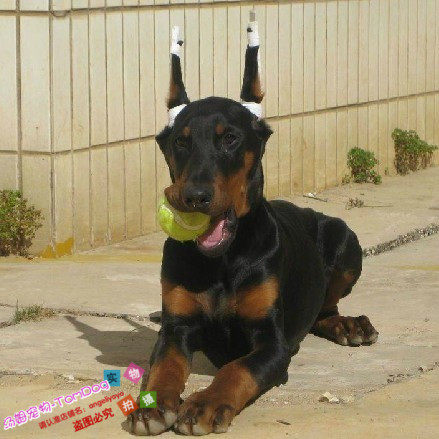 赛级健康纯种德系美系迷你直立耳朵短尾巴杜宾犬幼犬g