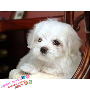 纯种家养健康可爱甜美马尔济斯命中注定我爱你g