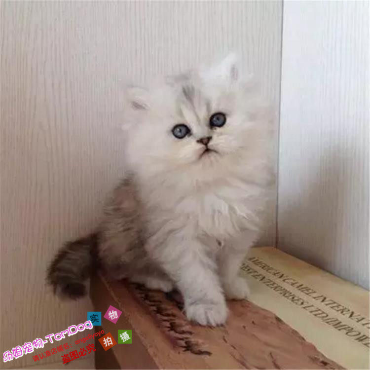 出售金吉拉幼猫活体纯种白色长毛家养大眼睛幼崽宠物猫g