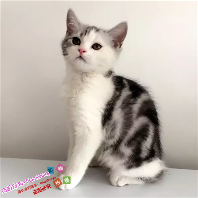 纯种美短幼猫美国短毛猫活体幼猫家养纯种宠物猫银虎斑加白起司g,宠物/宠物食品及用品,猫咪,淘宝优惠券,粉丝福利购,淘宝优惠卷