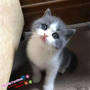 CFA猫舍宠物猫活体幼猫纯种家养英国短毛猫英短蓝白双色英短猫g