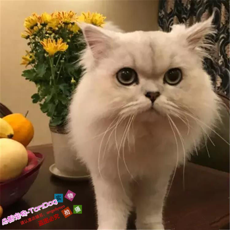 上海猫舍出售金吉拉幼猫活体宠物猫长毛猫立耳纯种双血统金吉拉g