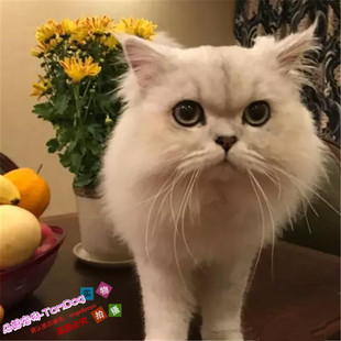 上海猫舍出售金吉拉幼猫活体宠物猫长毛猫立耳纯种双血统金吉拉g