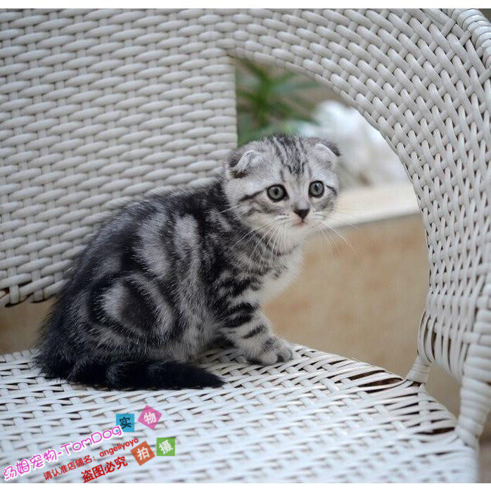 赛级美短加白美国短毛猫家养活体幼猫宠物猫银虎斑纯种起司猫g,宠物/宠物食品及用品,猫咪,淘宝优惠券,粉丝福利购,淘宝优惠卷